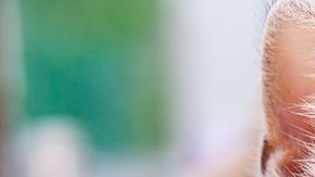 La alimentación es fundamental para el buen desarrollo físico y saludable de estos felinos.