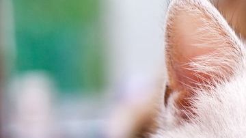 La alimentación es fundamental para el buen desarrollo físico y saludable de estos felinos.