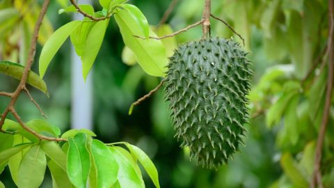 shutterstock_132154739