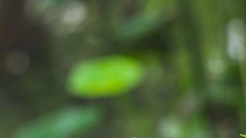 shutterstock_554780026