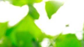 Se recomienda la ingesta de 75 gramos de limón congelado, para obtener sus beneficios nutricionales y medicinales en su totalidad.