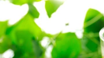 El jugo de limón es uno de los mejores aliados para fortalecer al sistema inmunológico.