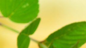 shutterstock_82140802