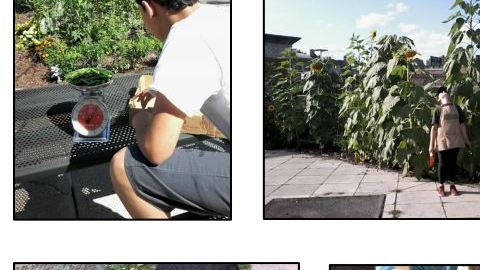 Los jóvenes participan en varios programas de agricultura. /Cortesía