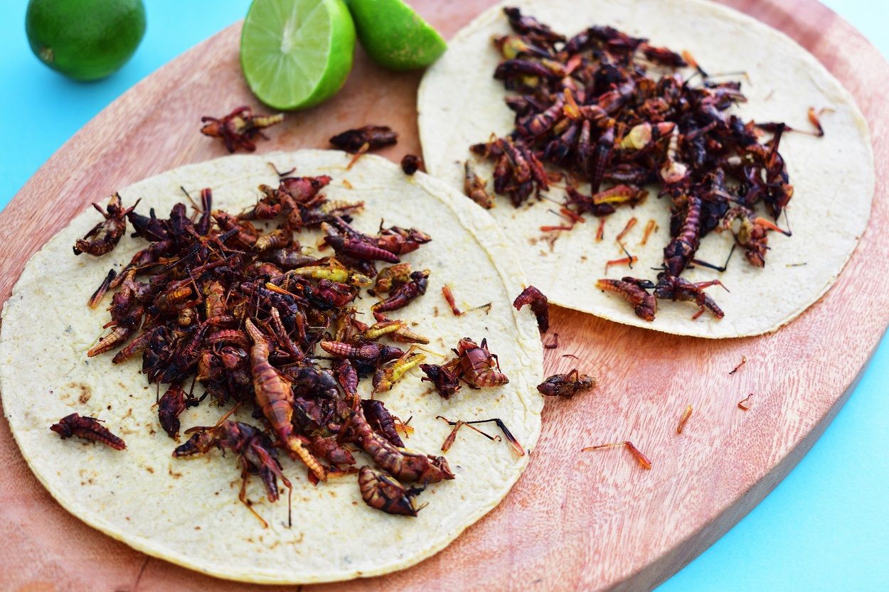 Conoce y prueba los insectos comestibles de México - El Diario NY