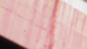 El 'Tibu' jarocho, un gran personaje de la Liga MX.