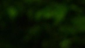 Wegner lamentó que el mexicano no destacara en su equipo.