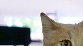 El gato ha sabido adaptarse a sus patas biónicas.