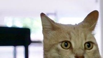 El gato ha sabido adaptarse a sus patas biónicas.