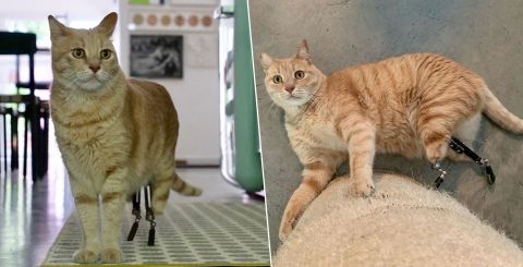 El gato ha sabido adaptarse a sus patas biónicas.