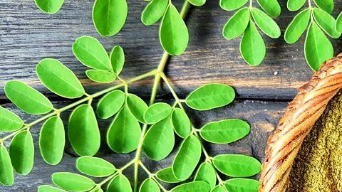 El extracto de hojas de moringa se destaca por sus propiedades antiinflamatorias, antibcaterianas e hipoglucemiantes.