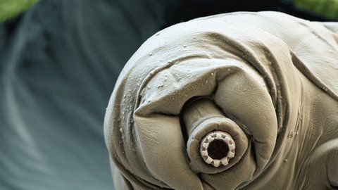 Los tardígrados pueden sobrevivir a altísimas y bajísimas temperaturas.