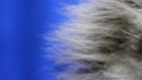 Los incendios han sido particularmente trágicos para los koalas.