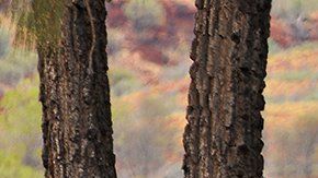 Los camellos fueron traídos a Australia en el siglo XIX.