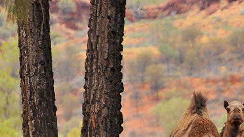 Los camellos fueron traídos a Australia en el siglo XIX.