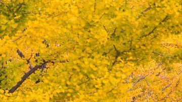 Los ginkgo biloba pueden vivir durante varios siglos.