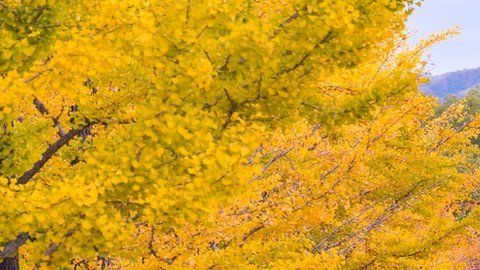 Los ginkgo biloba pueden vivir durante varios siglos.