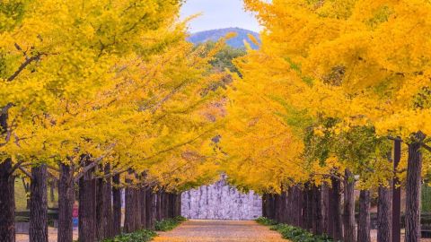 Los ginkgo biloba pueden vivir durante varios siglos.