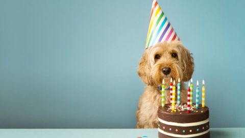 Cada año de vida de un perro no equivale a 7 años humanos, como muchos piensan.