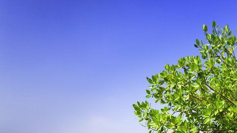 Los depósitos de carbono azul son clave para la salud del planeta.