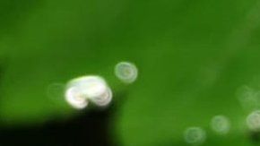 Las tres ranas fueron encontradas en un parque nacional en Bolivia.