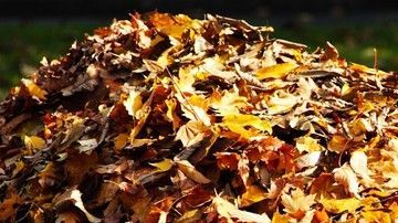 1572610476255-fall-foliage-4578752_1280