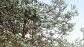 Chevrolet Silverado 1500 con motor diesel de seis cilindros