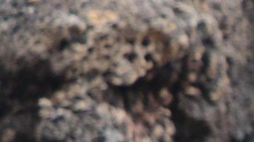 Diego, la tortuga gigante de la Isla Española, procreó unas 800 tortuguitas.