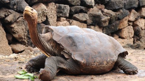 Diego, la tortuga gigante de la Isla Española, procreó unas 800 tortuguitas.