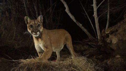 Los pumas normalmente esquivan a los humanos.