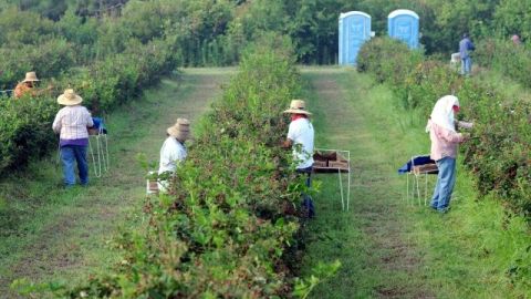 Trabajadores del campo en California.