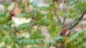 El asociado de Giuliani dice que se trata de proteger del fiscal Barr.