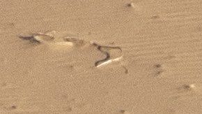 Paulo Gonçalves en el Rally Dakar.