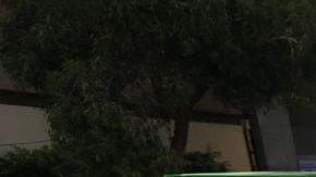 Caminata por la paz.