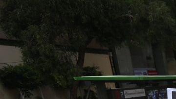 Caminata por la paz.