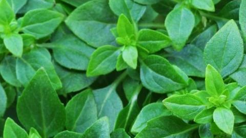 albahaca