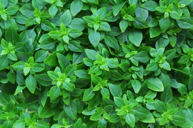 albahaca