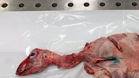 Carne en la maleta.