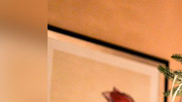 Muchos clientes no los compraron por tener las ramas rotas.