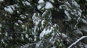 Las autoridades sobrevolaban la zona en helicóptero cuando alcanzaron a ver el vehículo de la anciana.