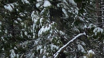 Las autoridades sobrevolaban la zona en helicóptero cuando alcanzaron a ver el vehículo de la anciana.