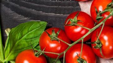 Traditional italian lasagna