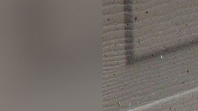 La ciudad prohíbe que se alimenten a los gatos en zonas públicas.