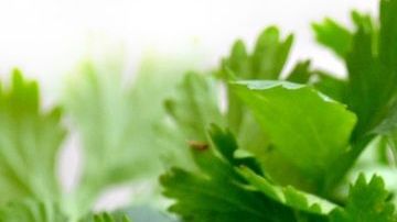 El té de cilantro es uno de los mejores remedios caseros para combatir digestiones pesadas y desinflamar el vientre.