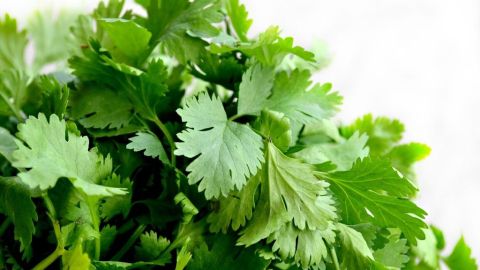 El té de cilantro es uno de los mejores remedios caseros para combatir digestiones pesadas y desinflamar el vientre.