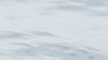 Un millón de estas aves marinas murieron a causa del agua más caliente del océano.