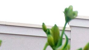 Grandes empresas como Costco apoyan llevar una vida más saludable y están integrando opciones veganas en su establecimiento.