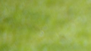 Habría una razón muy poderosa para este animal de aferrarse a la vida.