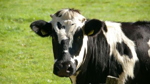 Habría una razón muy poderosa para este animal de aferrarse a la vida.