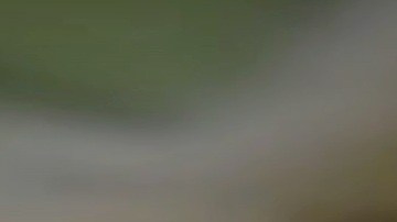 Pueden morder y transmitir la rabia